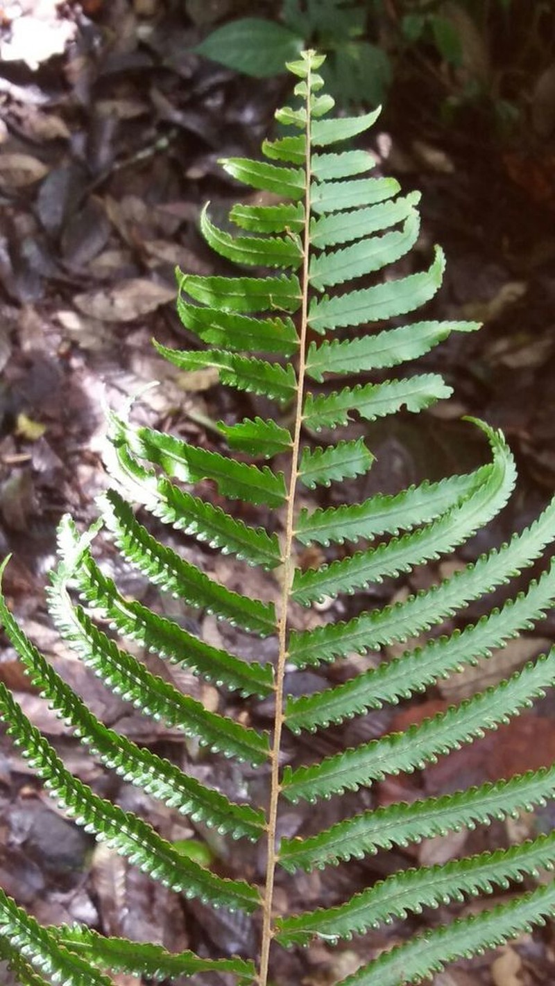 Nephrolepis davallioides photo 8