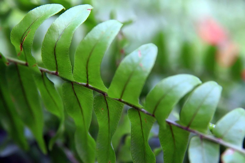Boston Swordfern photo 5