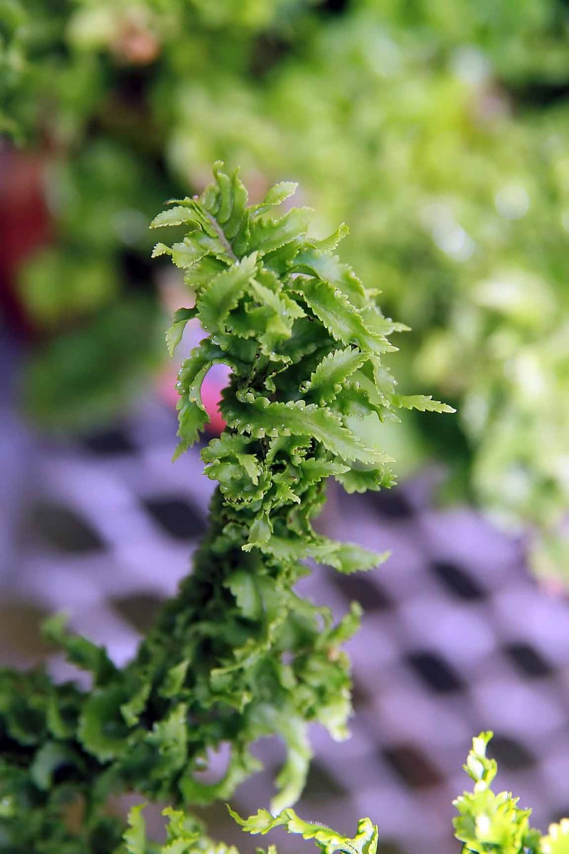 Boston Swordfern photo 6
