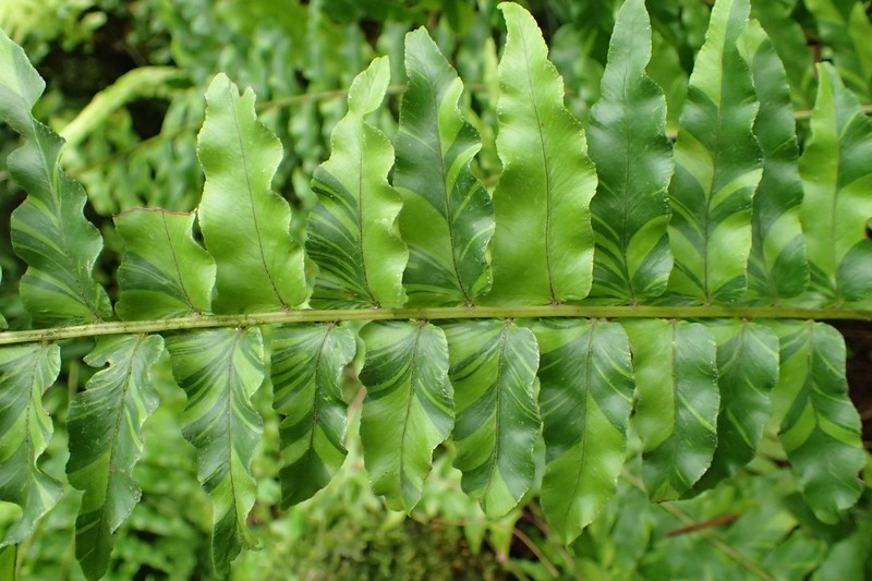 Boston Swordfern photo 2