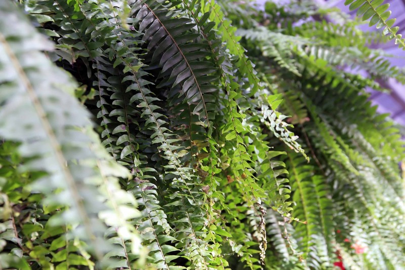 Boston Swordfern photo 3