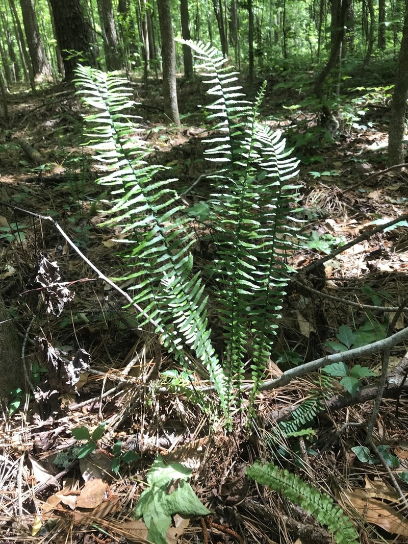Boston Swordfern