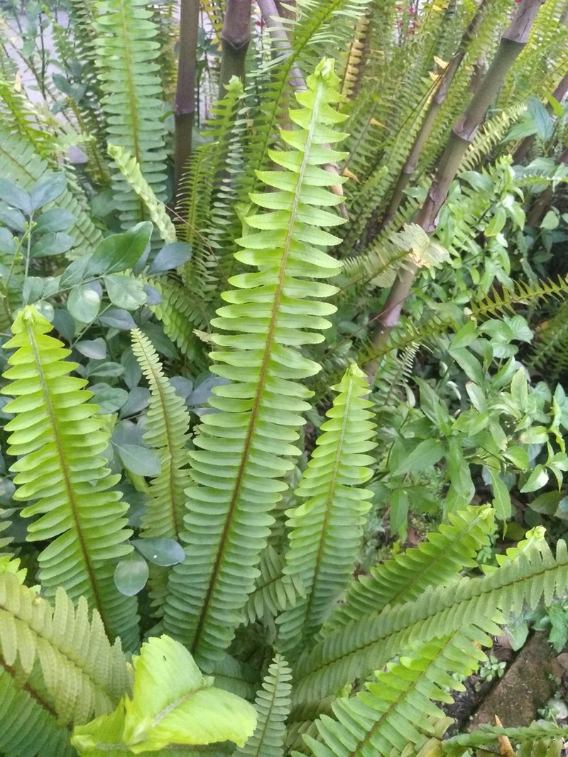 Boston Swordfern photo 2