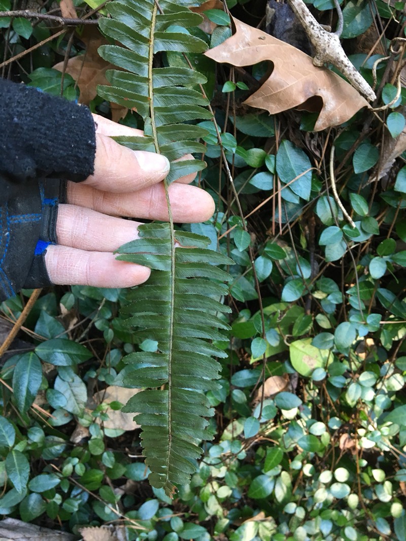 Boston Swordfern photo 3