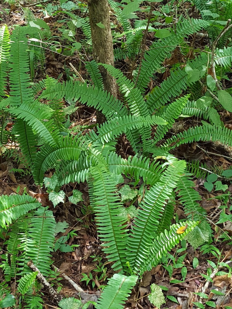 Boston Swordfern photo 4