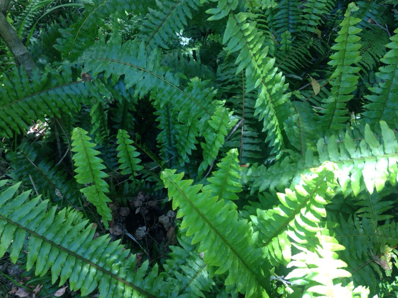 Boston Swordfern photo 5