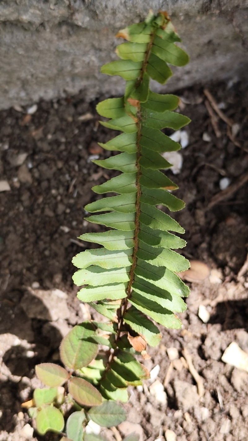 Boston Swordfern photo 6