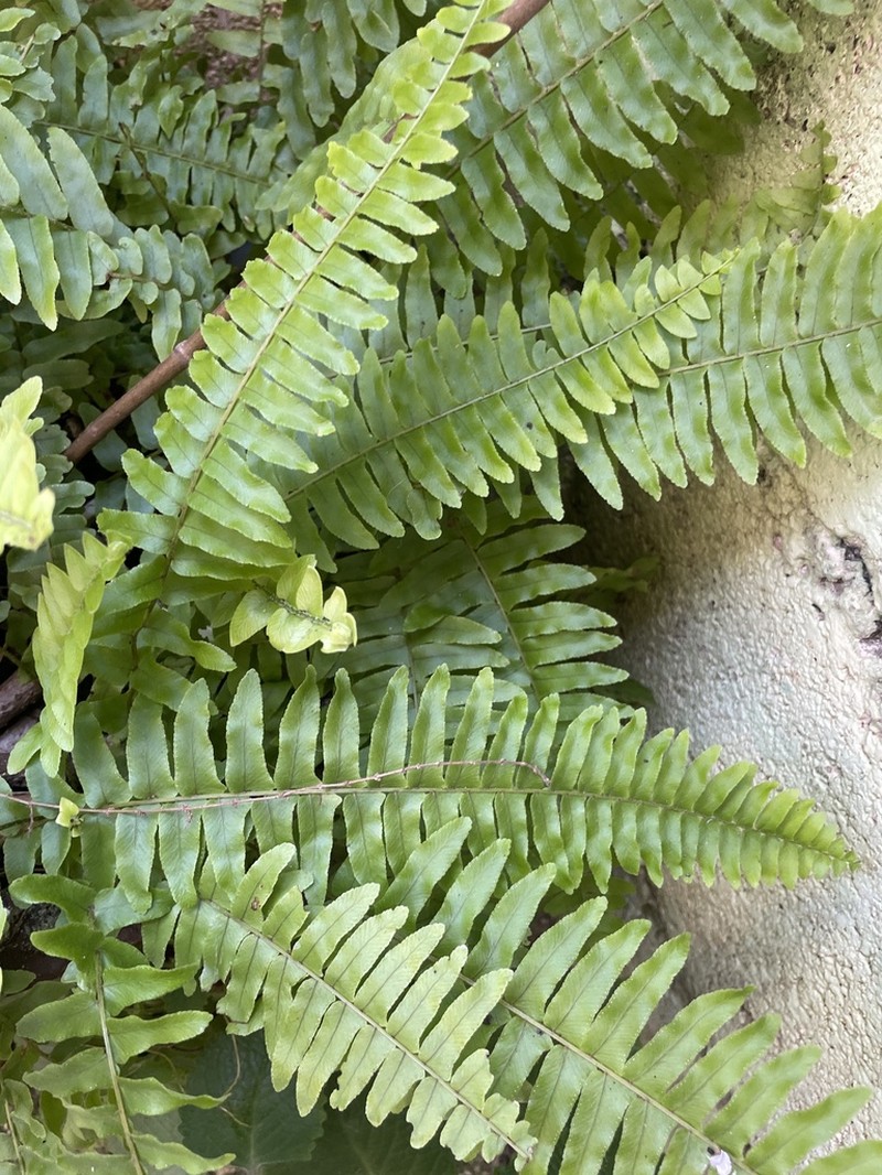 Boston Swordfern photo 7