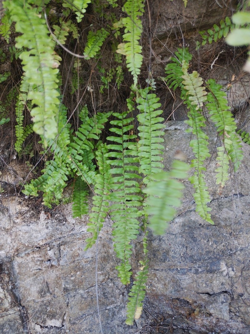 Boston Swordfern photo 8