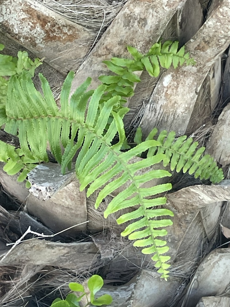 Nephrolepis exaltata subsp. exaltata