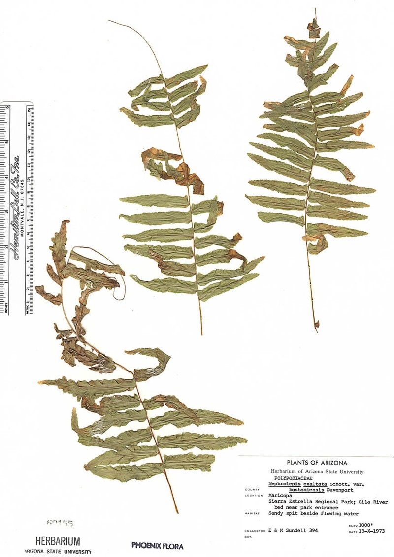 Nephrolepis exaltata subsp. exaltata photo 2