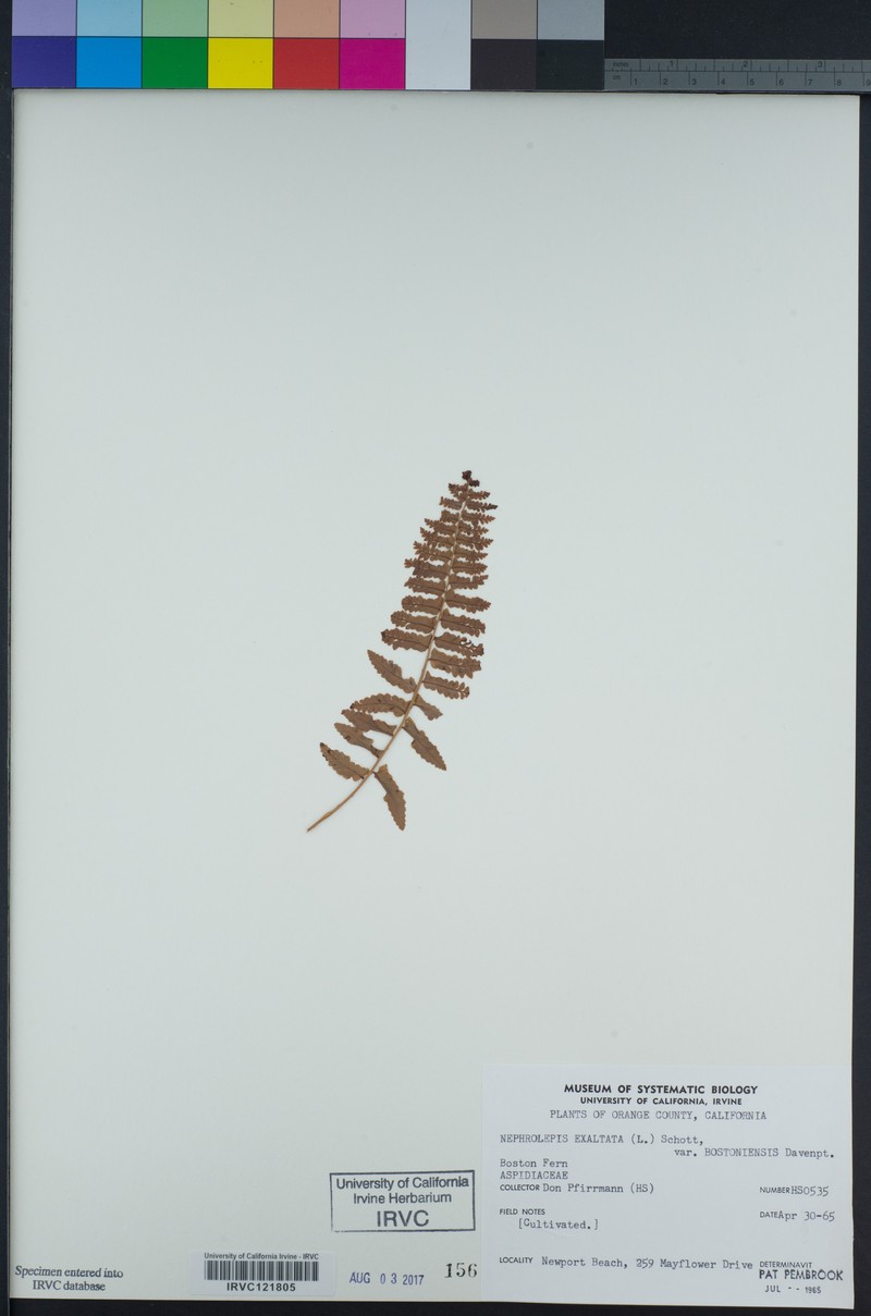 Nephrolepis exaltata subsp. exaltata photo 3