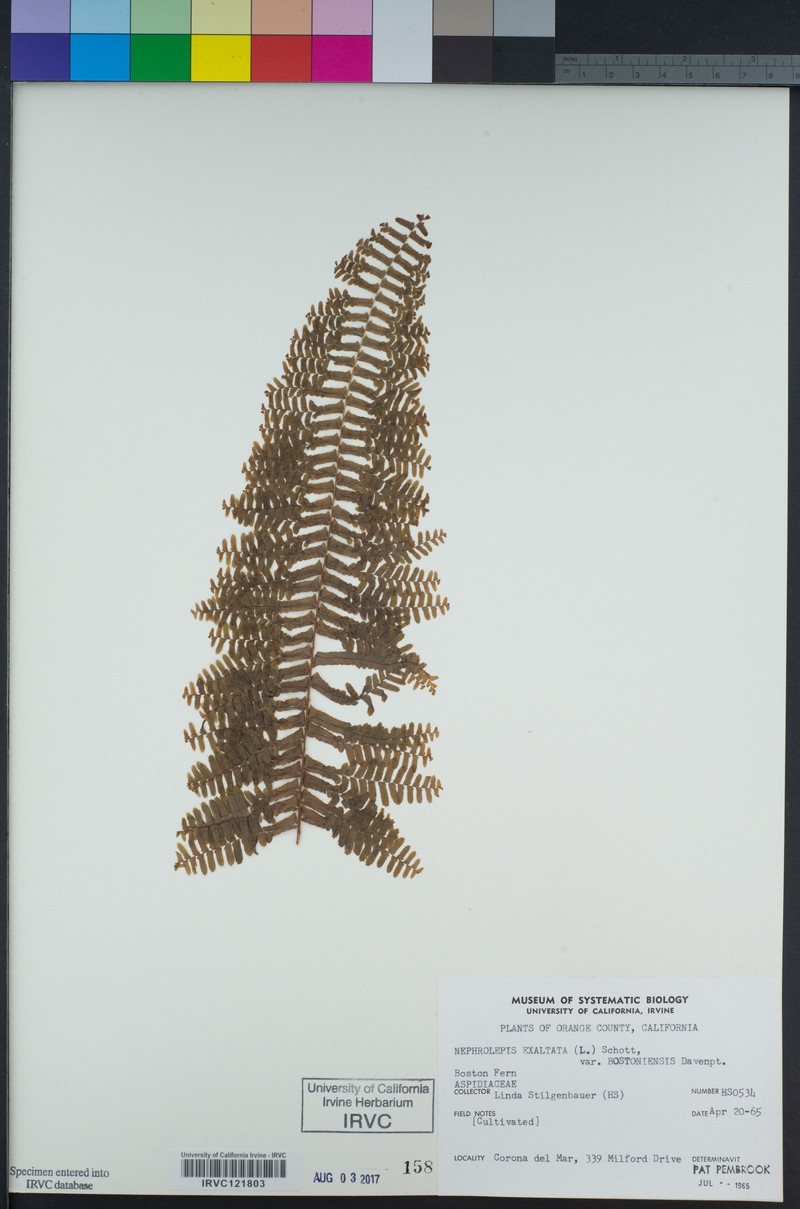 Nephrolepis exaltata subsp. exaltata photo 4