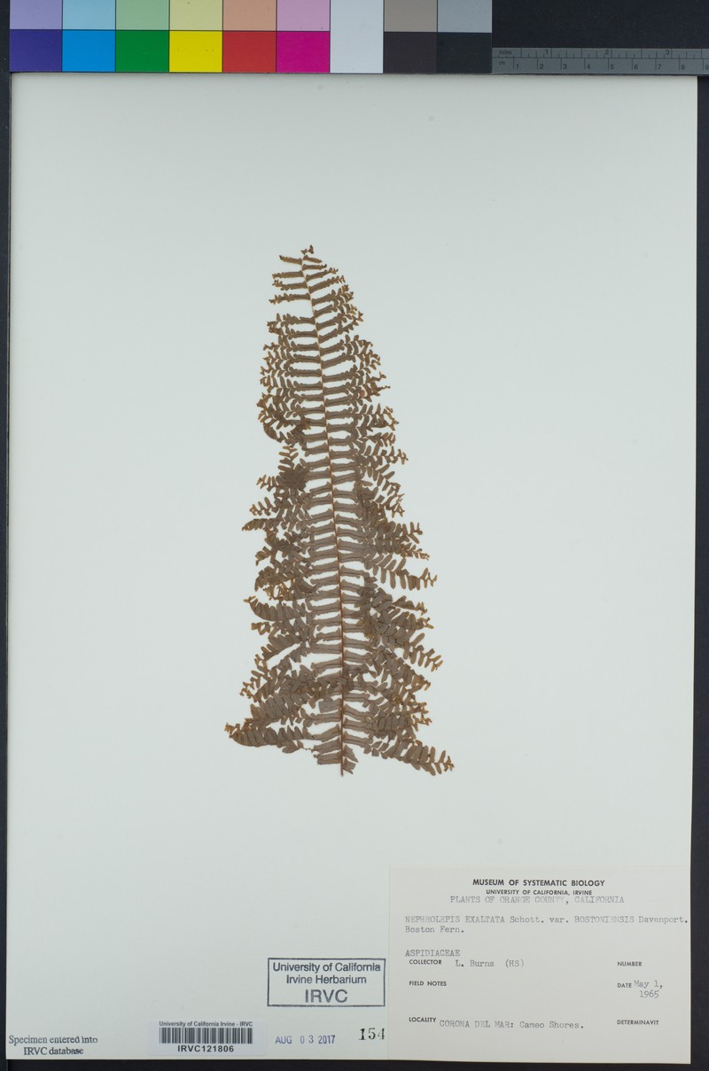 Nephrolepis exaltata subsp. exaltata photo 5