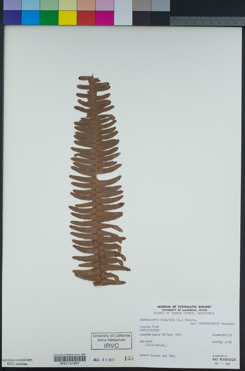 Nephrolepis exaltata subsp. exaltata photo 6