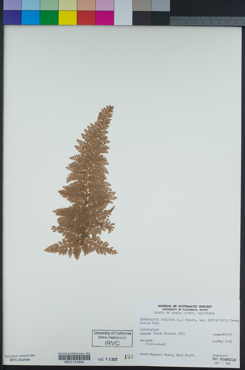 Nephrolepis exaltata subsp. exaltata photo 7