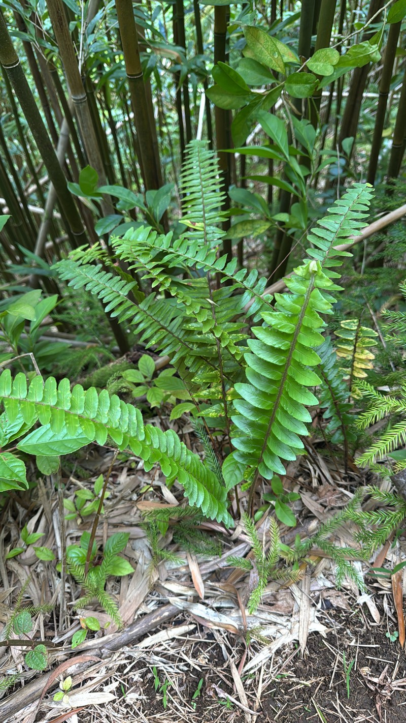 Nephrolepis exaltata subsp. hawaiiensis photo 2