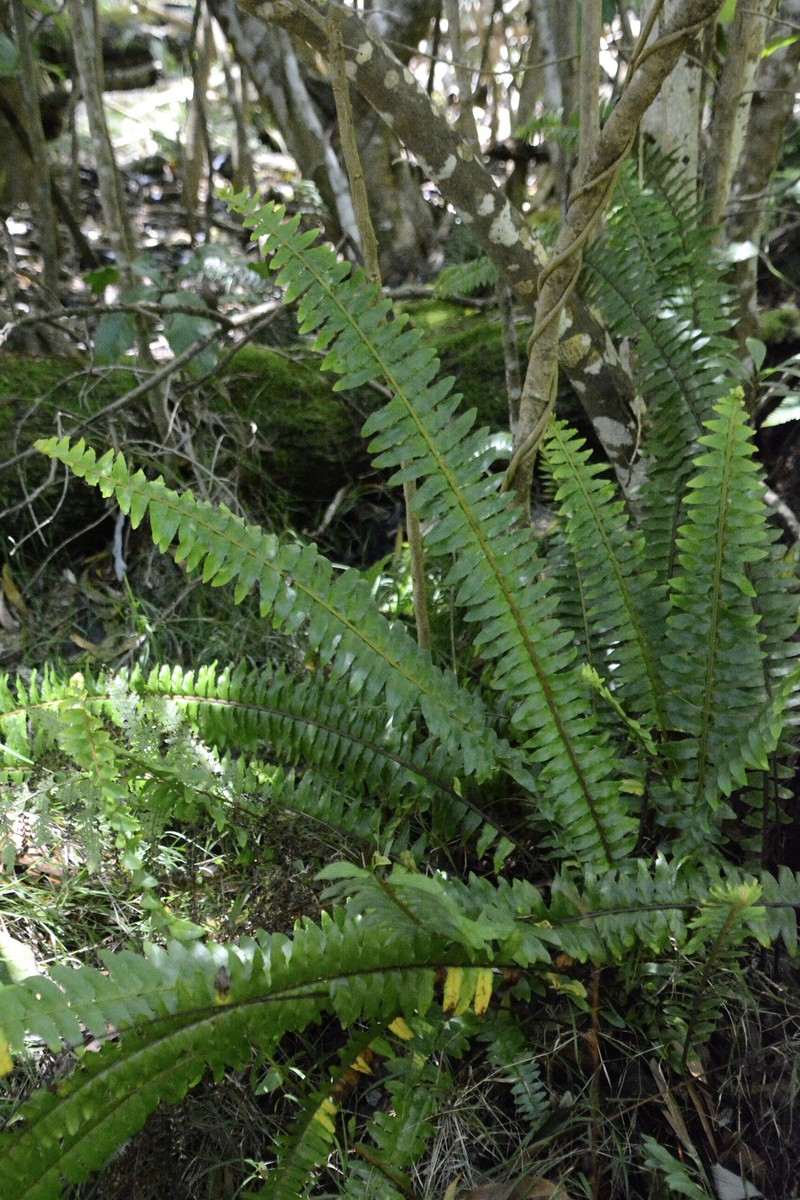 Nephrolepis exaltata subsp. hawaiiensis photo 3