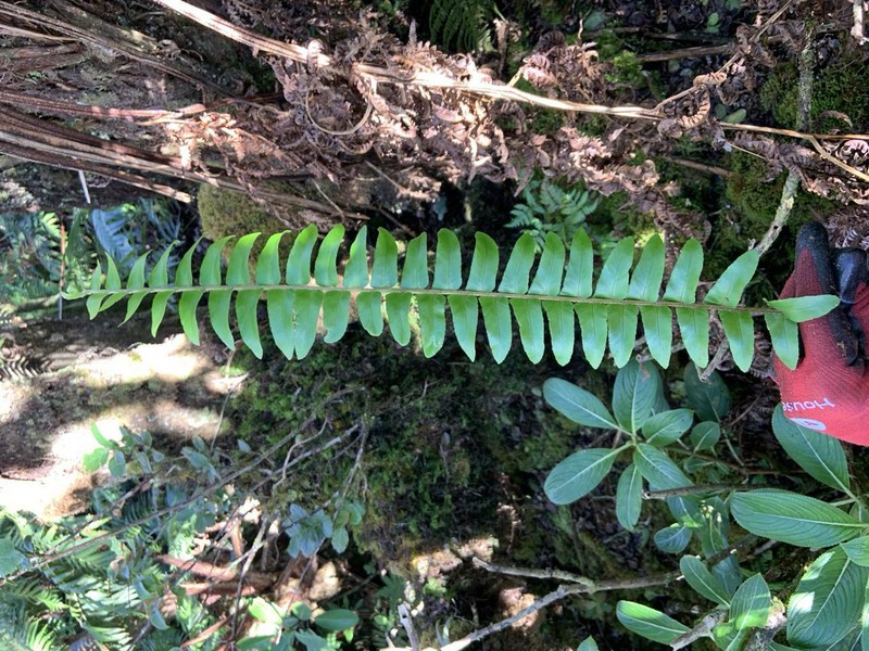 Nephrolepis exaltata subsp. hawaiiensis photo 4