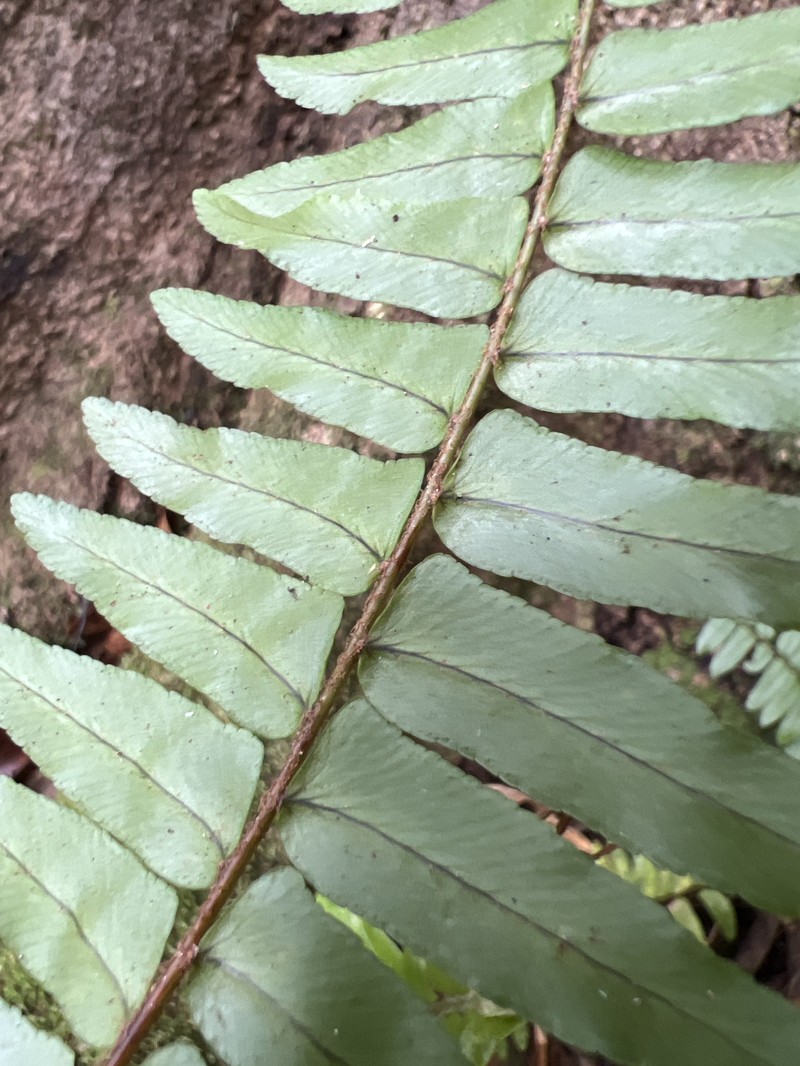 Nephrolepis exaltata subsp. hawaiiensis photo 5