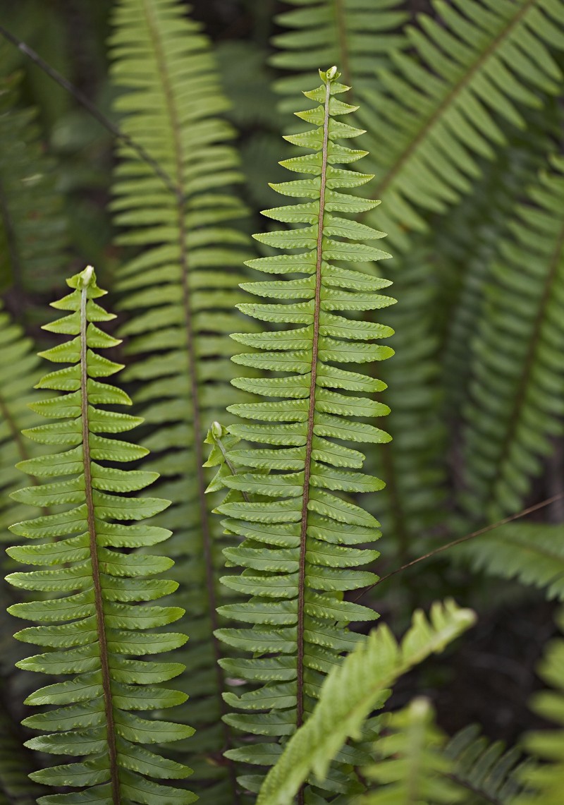 Nephrolepis exaltata subsp. hawaiiensis