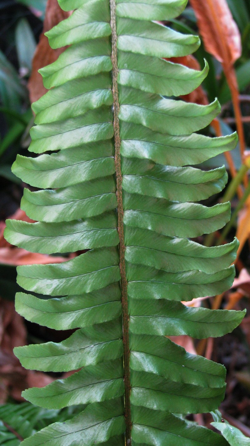 Nephrolepis exaltata subsp. hawaiiensis photo 6