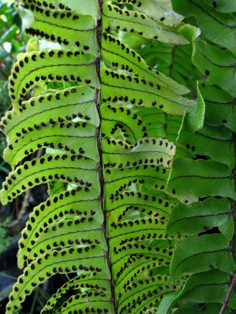 Nephrolepis exaltata subsp. hawaiiensis photo 7
