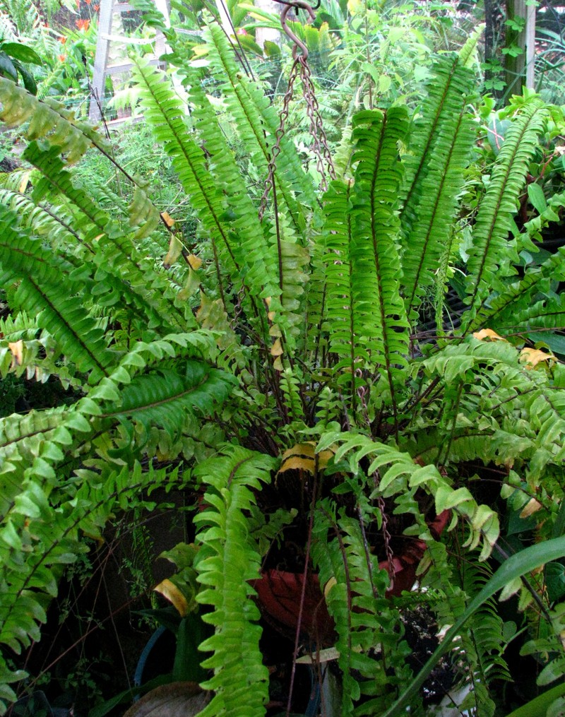 Nephrolepis exaltata subsp. hawaiiensis photo 8
