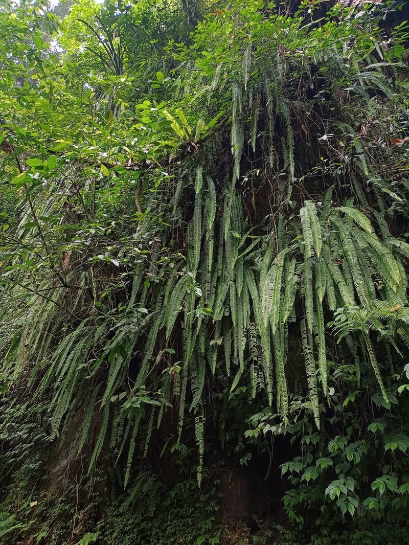 Nephrolepis falciformis