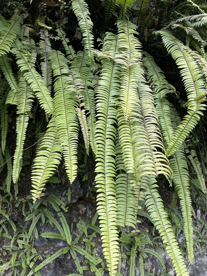 Nephrolepis falciformis photo 2