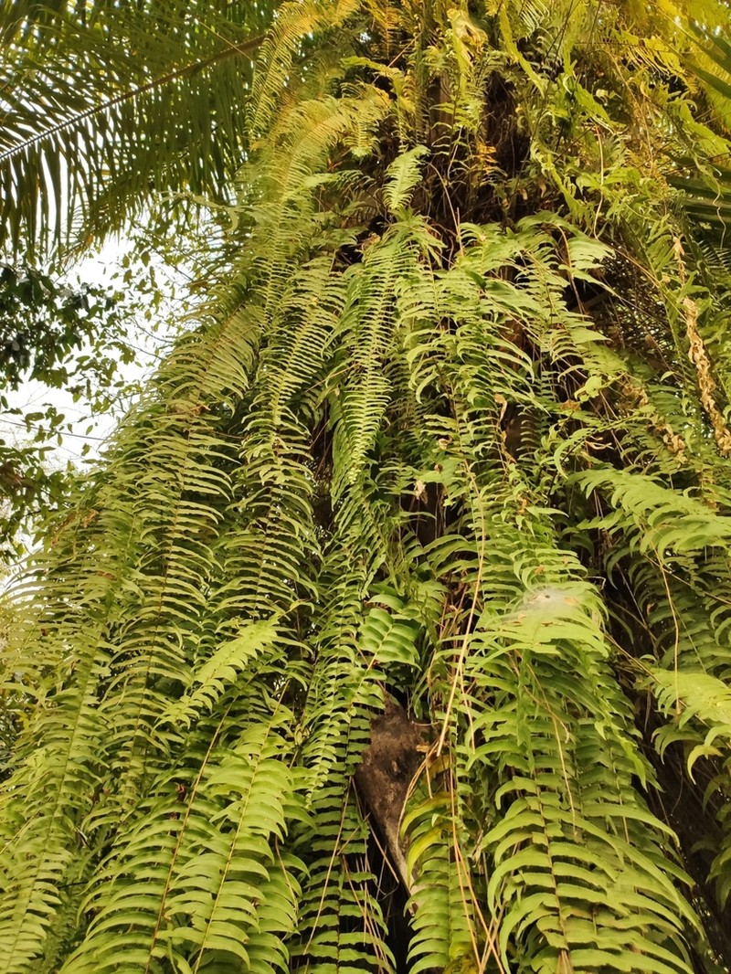 Nephrolepis falciformis photo 3