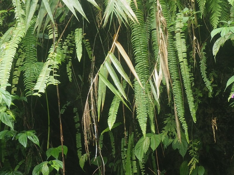 Nephrolepis falciformis photo 4