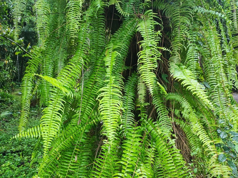 Nephrolepis falciformis photo 5