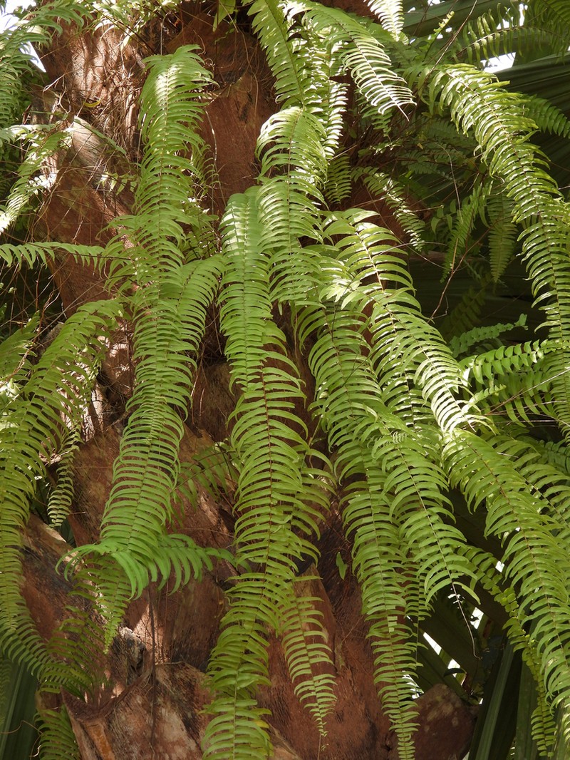 Nephrolepis falciformis photo 6