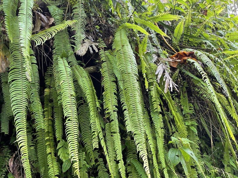 Nephrolepis falciformis photo 7