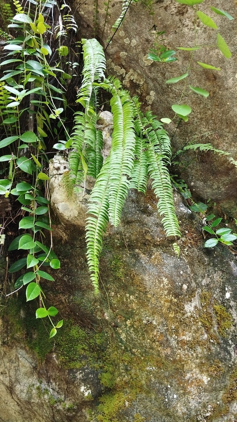 Nephrolepis falciformis photo 8