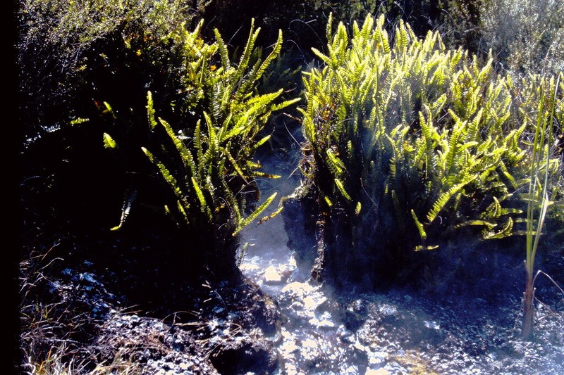 Nephrolepis flexuosa