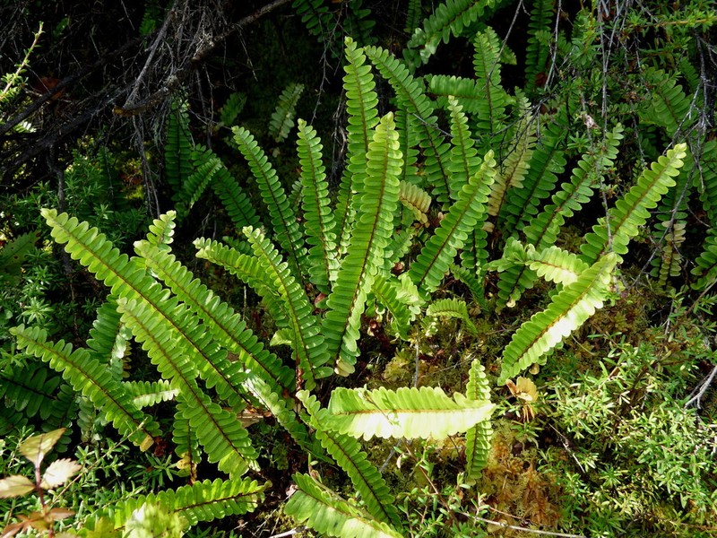 Nephrolepis flexuosa photo 2