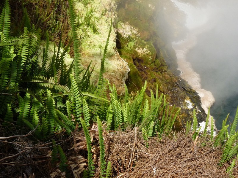 Nephrolepis flexuosa photo 3