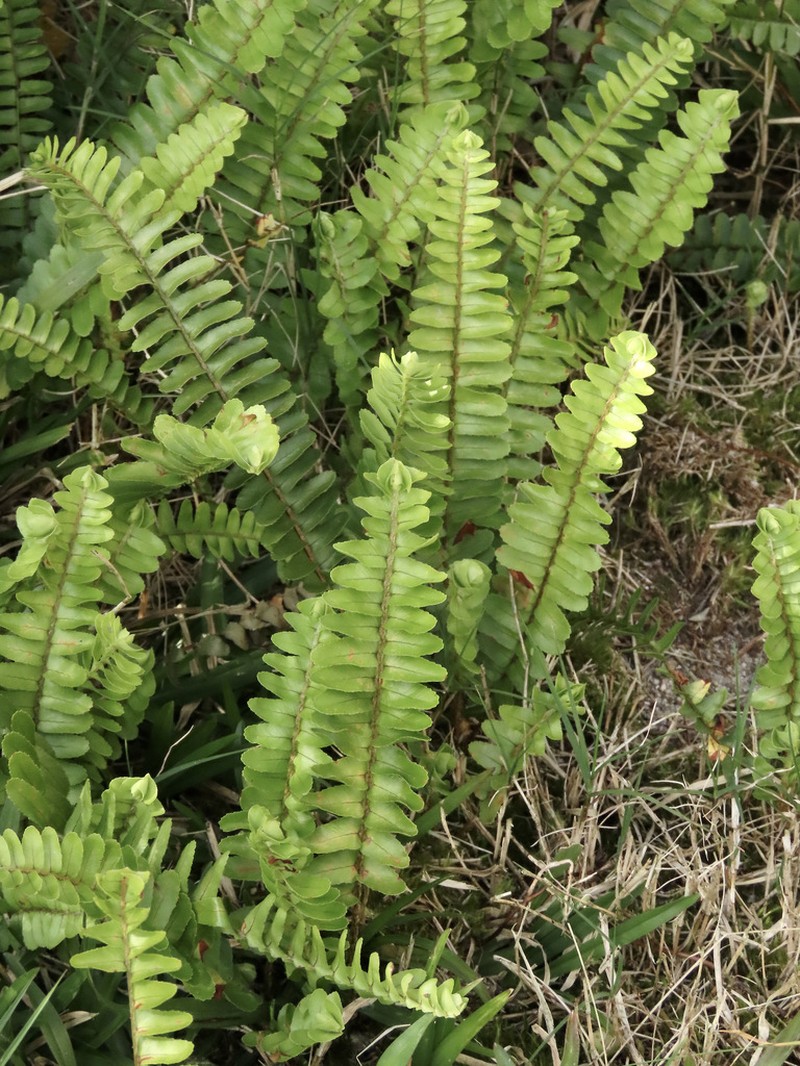 Nephrolepis flexuosa photo 4