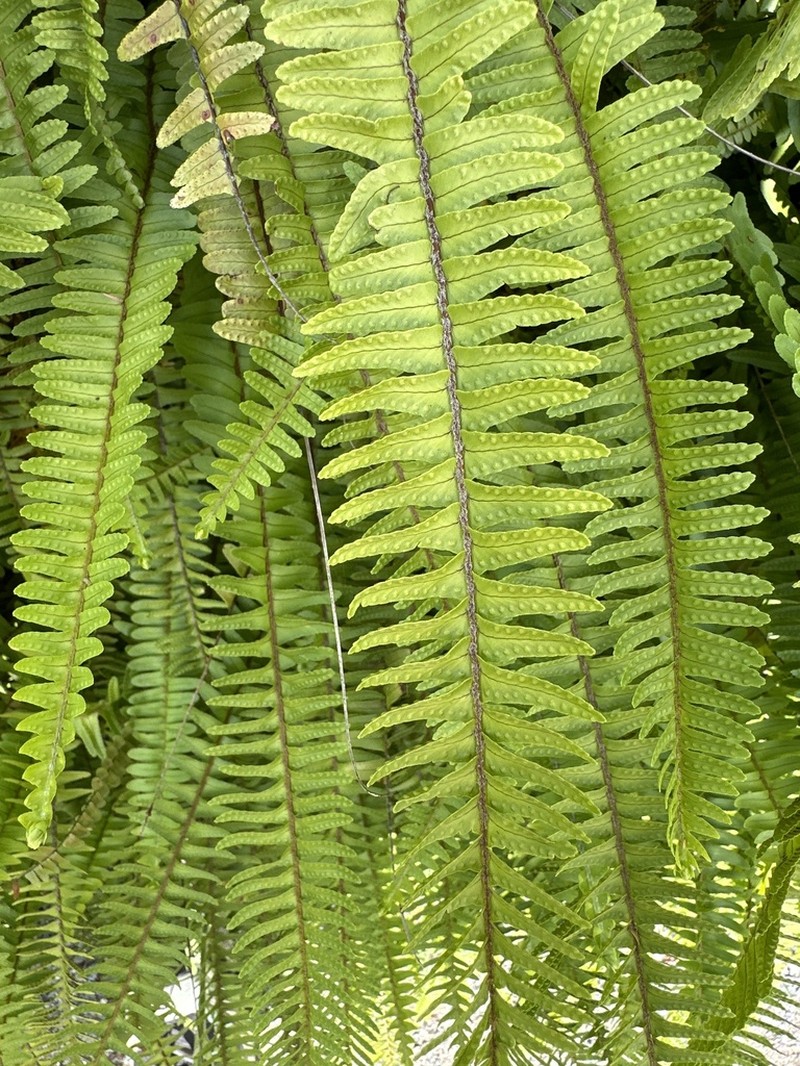 Nephrolepis flexuosa photo 5