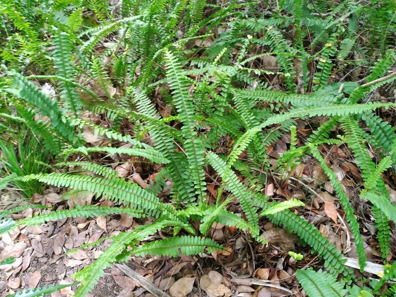 Nephrolepis flexuosa photo 6