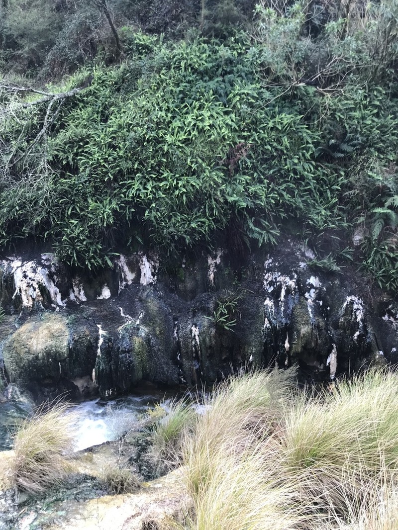 Nephrolepis flexuosa photo 7