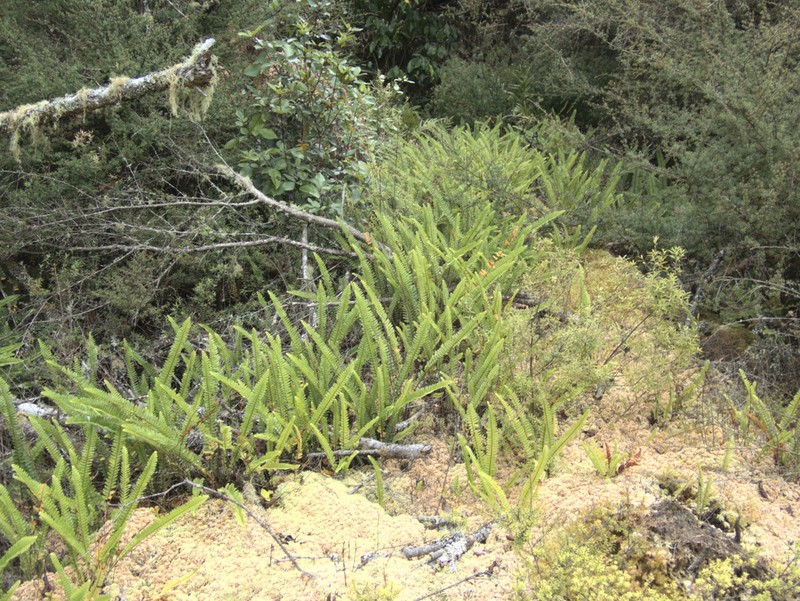 Nephrolepis flexuosa photo 8