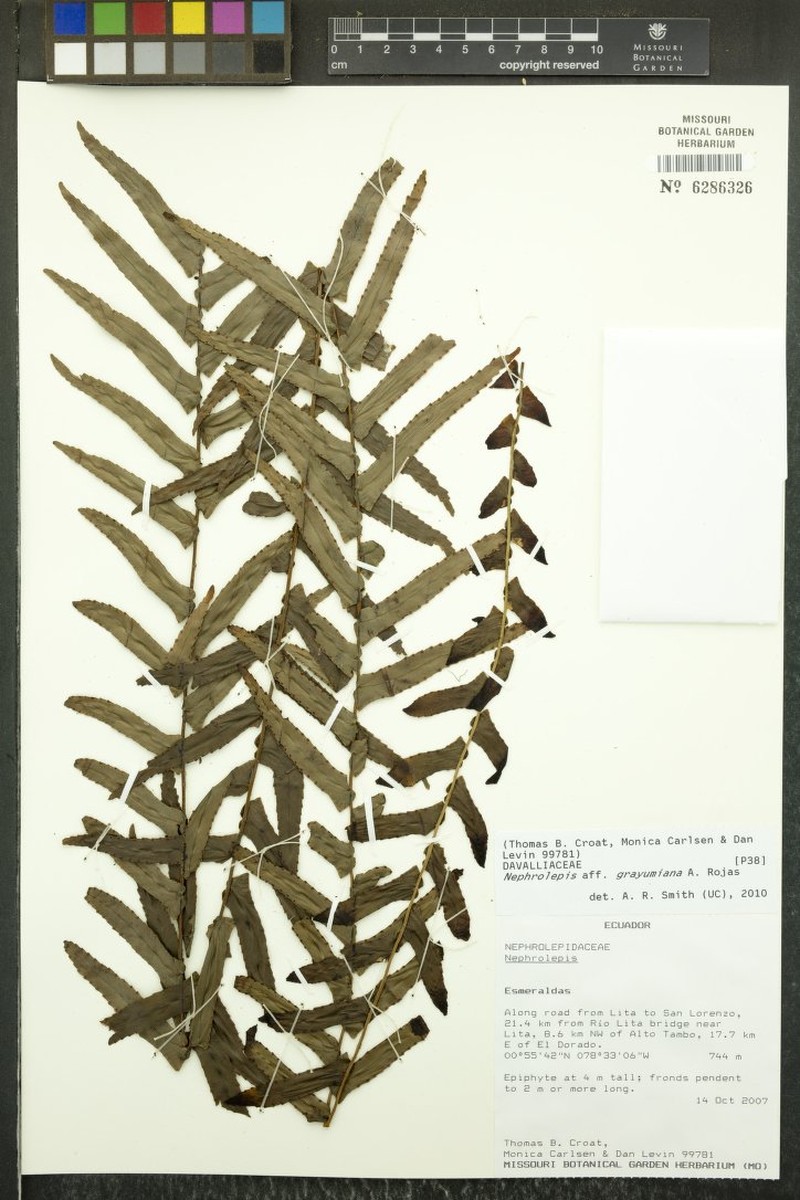 Nephrolepis grayumiana