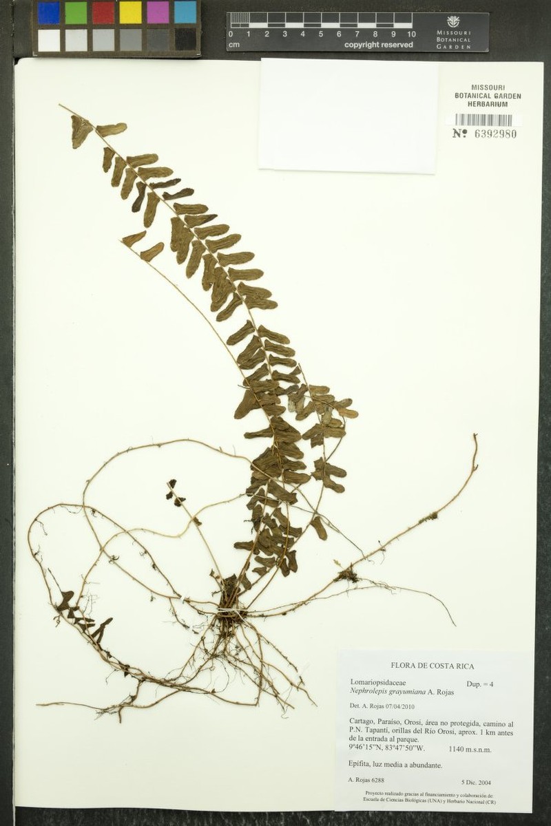 Nephrolepis grayumiana photo 2