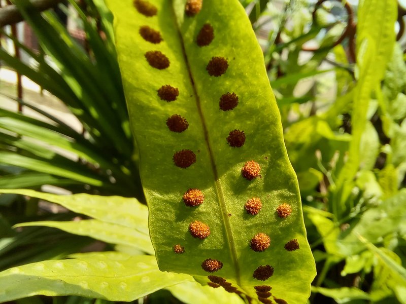 Scaly Swordfern photo 2