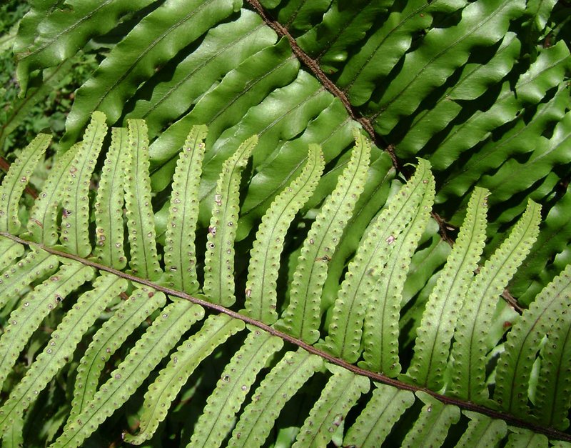 Scaly Swordfern