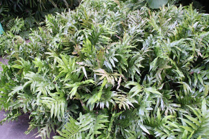 Scaly Swordfern photo 3