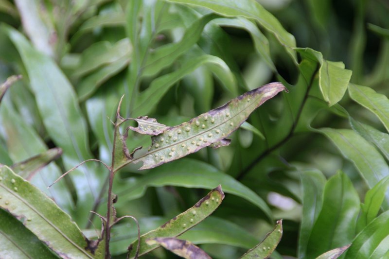 Scaly Swordfern photo 4
